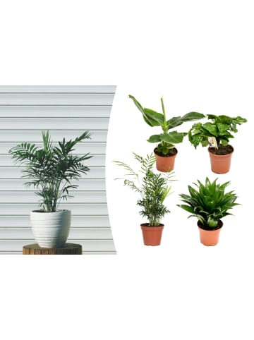 GARDENZO 4er-Set: Zimmerpflanzen