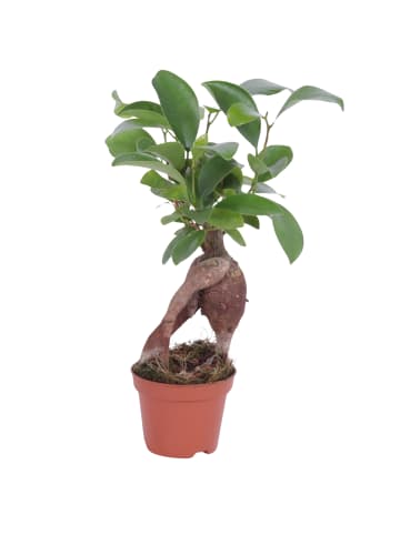 MeinVIPShop Zimmerpflanzen Pflanzen 4er Set XXL