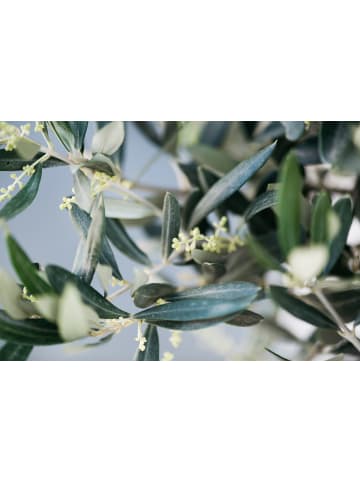 GARDENZO Olivenbaumstrauch