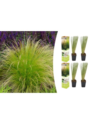 OH2 4er Set: Stipa-Pferdeschwanzgras