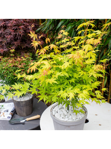 NatureNest Acer palmatum Orange Dream Ahornpflanze in Gelb