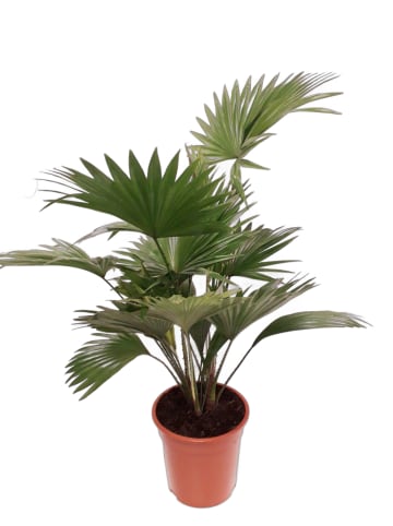 MeinVIPShop Livistona rotundifolia Palme 90cm