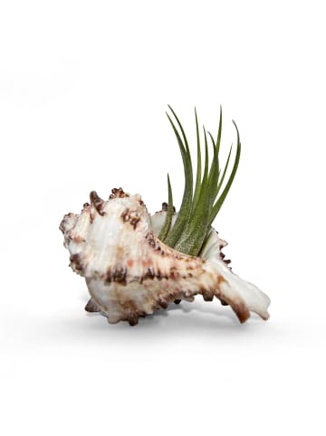 exotic living 3 er Muschelset mit echten Tillandsia