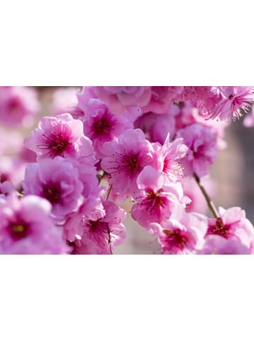 GARDENZO 2er-Set: XXL Ziermandelbaum in Rosa