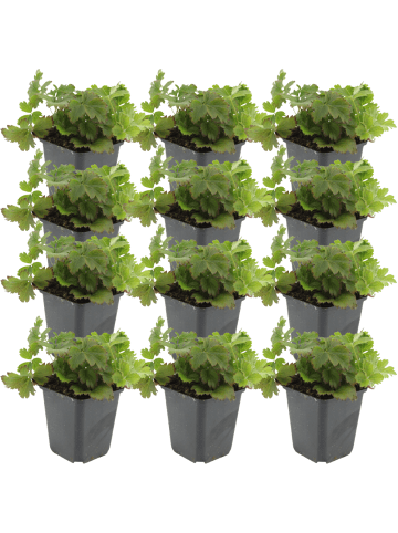 NatureNest 12 Waldsteinia ternata Pflanzen in Gelb Topf 9 cm Höhe 15 cm