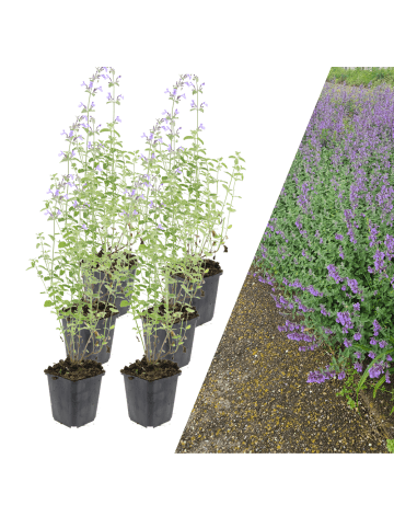 NatureNest 6 Katzenminze-Pflanzen  Nepeta 'Walker's Low'  