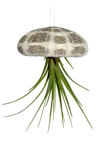 exotic living Seeigelgehäuse mit echter Tillandsia 3 er Set