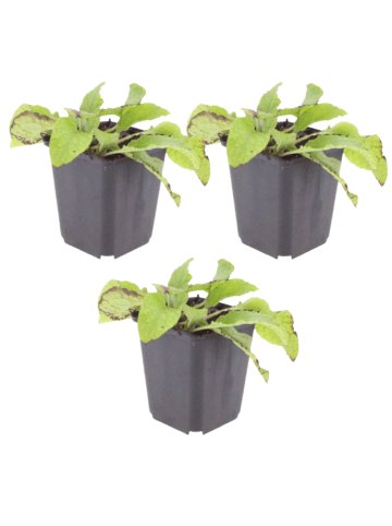 NatureNest 3er: Set Symphytum grandiflorum Wisley Blue Pflanzen in Blau