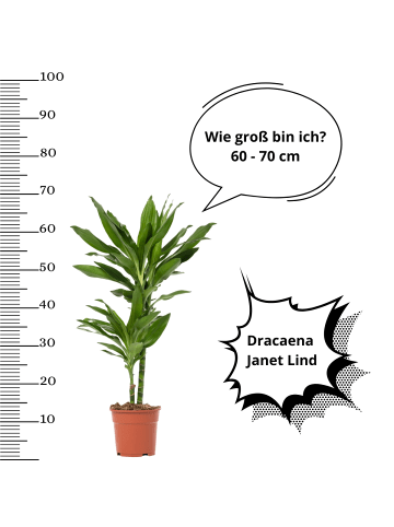 OH2 Dracaena Janet Lind in Grün