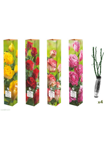 GARDENZO 4er-Set: Duftende großblumige Gartenrosen in Bunt