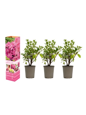 GARDENZO 3er-Set: Azalee in Rosa