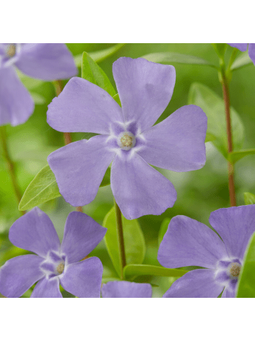 NatureNest 12 Blaue Immergrün pflanzen  Vinca minor  
