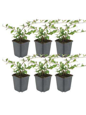 NatureNest Zwergmispel Set 6 Cotoneaster dammeri winterhart