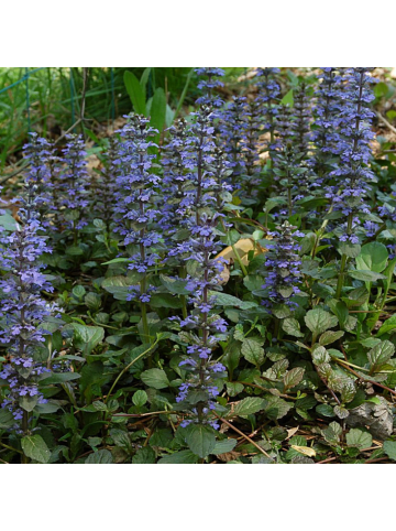NatureNest 3 Ajuga reptans Pflanzen in Grün Topf 9 cm Höhe 15 cm
