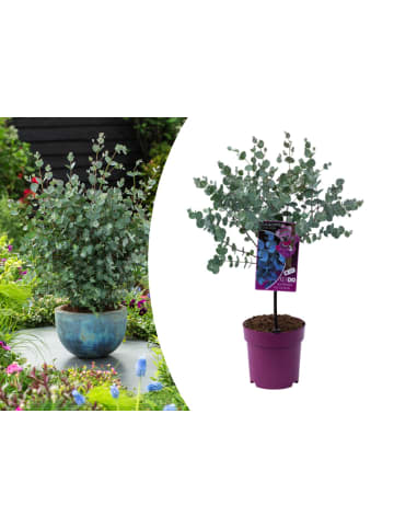GARDENZO Eucalyptus gunnii Azura am Stamm