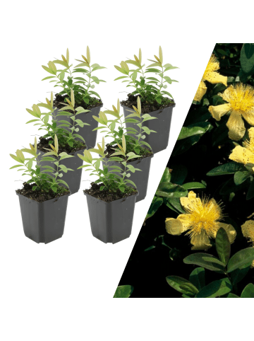 NatureNest 6 Johanniskrautpflanzen  Hypericum calycinum  