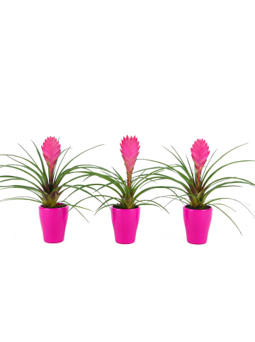 MeinVIPShop Tillandsia Cyanea pink in pinken Übertöpfen 3er Set