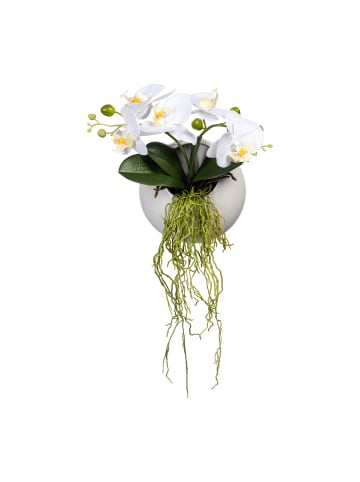 Creativ green Deko-Orchidee Phalaenopsis in Wandhängevase in weiß