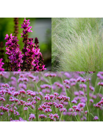 NatureNest Staudenpaket Zoë mehrjährige Beetpflanzen
