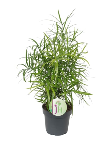 MeinVIPShop Zierspargel Asparagus falcatus 2er Set