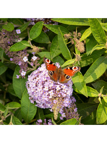 NatureNest Buddleja Butterfly Candy Lila Sweetheart Pflanzen in Lila