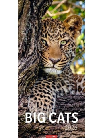 Weingarten Kalender - Big Cats Kalender 2026