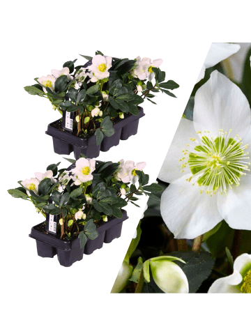 NatureNest Set mit 12 Christrosenpflanzen  