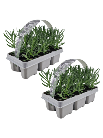 NatureNest 12 Lavendelpflanzen Edelweiss in Weiß Topf 7 cm Höhe 15 cm