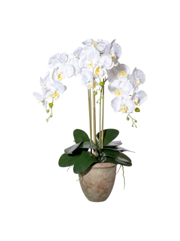 Creativ green Deko-Orchidee mit Wurzeln um Terracottatopf 20,5x20cm