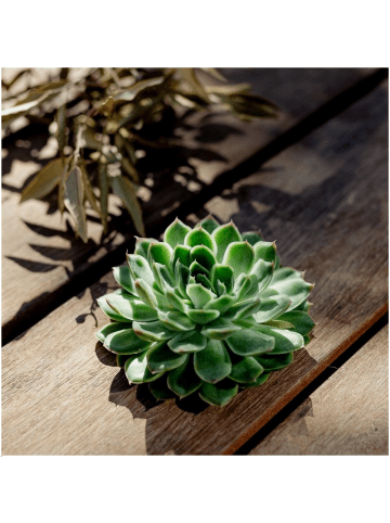 NatureNest Echeveria Pulidonis kompakte Sukkulente