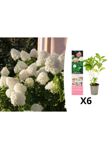 GARDENZO 6er-Set: pan. 'Phantom' Hortensien in Bunt