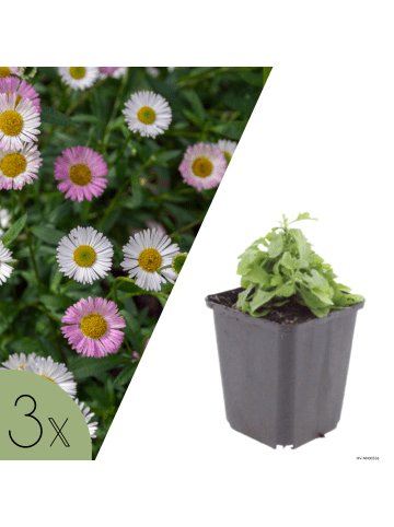 NatureNest 3er: Set Erigeron karvinskianus Pflanzen in Weiß