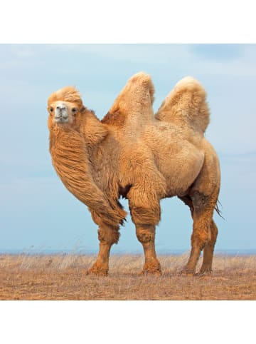 sense of nature Camel Naturhaar Bettdecke normal in weiß