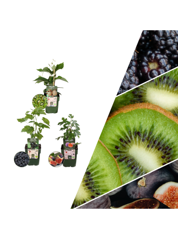 NatureNest Süßes Ernte-Trio BIO-Obstpflanzen-Mix-Set mit 3 verschiedenen Sorten
