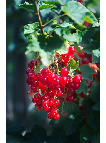 GARDENZO 2er-Set Johannisbeerpflanzen rot 50-60cm 2L Topf