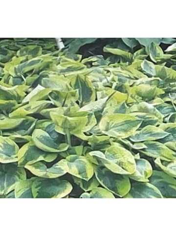 MeinVIPShop Hosta 5er Set Funkien 