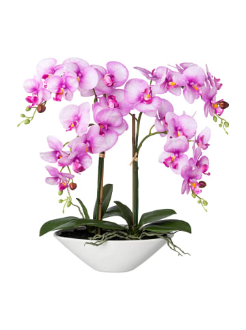 Creativ green Deko-Orchidee Phalaenopsis in lila