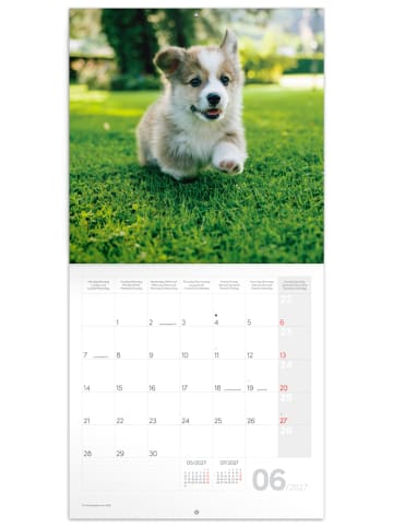 NOTIQUE Wandkalender 2027 6-sprachig in Animal Cuties - 30 x 30 cm