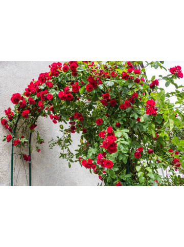 GARDENZO 3er-Set: Kletterrosen in Rot