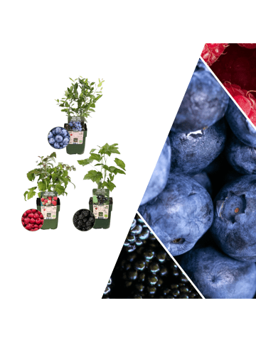 NatureNest Fruchtfest BIO-Obstpflanzen-Mix-Set mit 3 verschiedenen Sorten