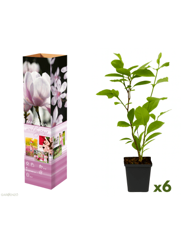 GARDENZO 6er-Set: Magnolien Soulangeana in Dunkel Rosa