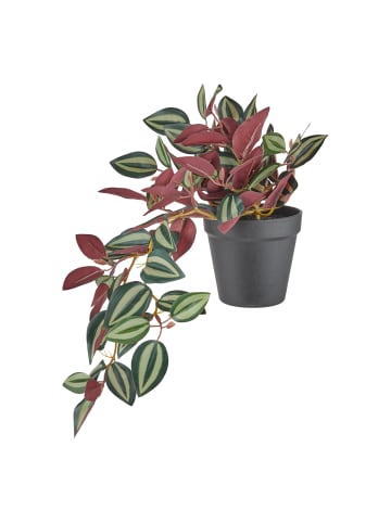 Butlers Kunstblume FLORISTA Peperomina argyreia in Grün