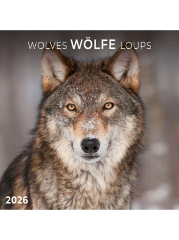 TUSHITA Kalender - Wölfe/Wolves 2026
