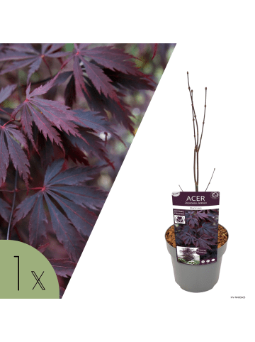 NatureNest Acer palmatum Black Lace Ahornpflanze in Rot Topf 19 cm Höhe 50 cm