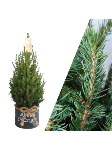 NatureNest Weihnachtsbaum in Xmas Bag blau 