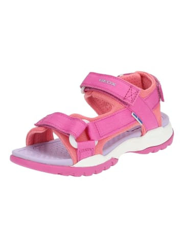 Geox Sandalen in Fuchsia