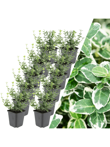 NatureNest 12 Bunte Kardinalspflanzen  Euonymus 'Emerald 'n Gaity'  