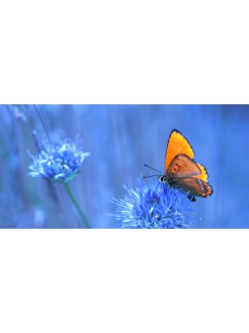 Tischsetmacher.de Schreibtischunterlage "Orangener Schmetterling" in Orange (L)100 x (B)50