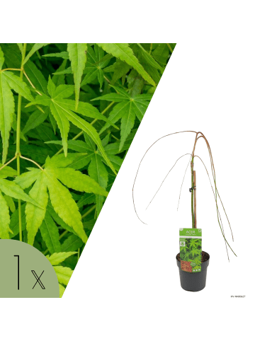 NatureNest Acer palmatum Ryusen Ahorn Hochstamm in Grün Topf 19 cm Höhe 70 cm