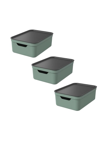 Rotho 3er Set Aufbewahrungsbox mit Deckel 10L JIVE in Reseda green ged.